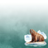 Watercolor Wildlife Collection Walrus 12 x 12 Double-Sided Scrapbook Paper by SSC Designs