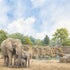 Zoo Adventures Collection Elephant Adventures 12 x 12 Double-Sided Scrapbook Paper by SSC Designs