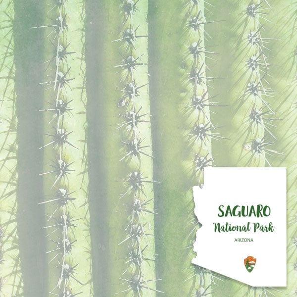 National Park Collection Saguaro National Park 12 x 12 Double-Sided Scrapbook Paper by Scrapbook Customs - Scrapbook Supply Companies